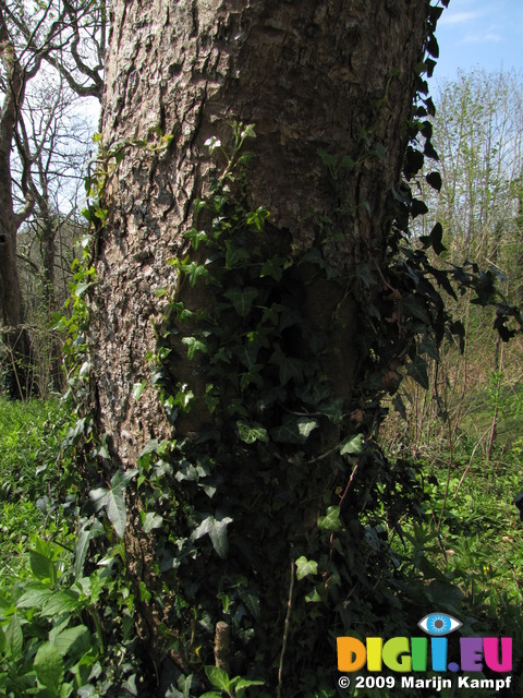 SX05322 Ivy on tree trunk